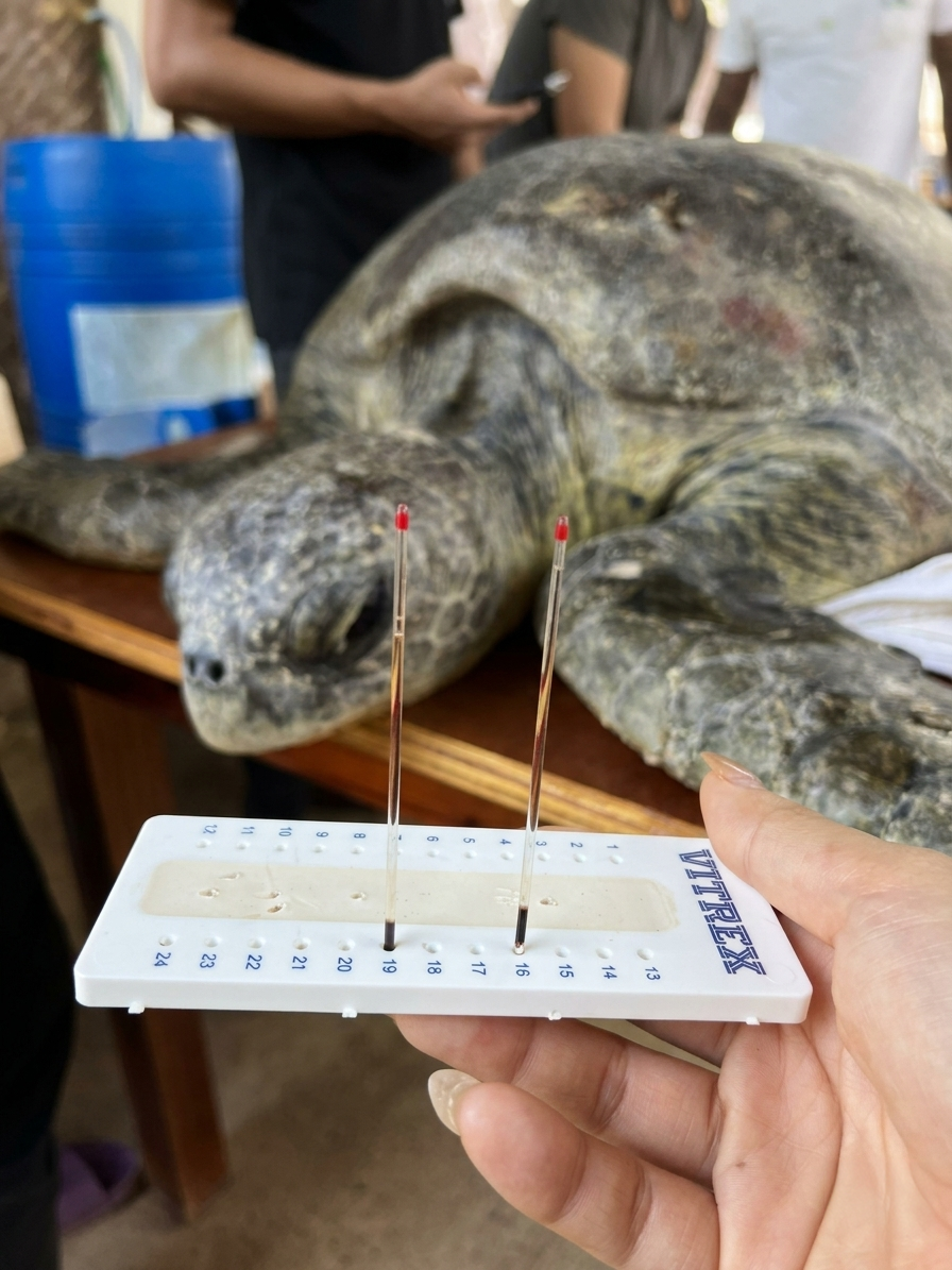 Sea Turtle Rescue 1